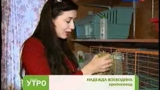 Карликові кролики утримання та догляд, що можна їсти, породи (карликові) Карликові кролики утримання та догляд, що можна їсти, породи