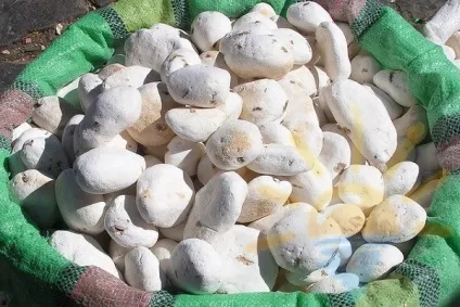 Картопля був культивований древніми індіанцями на озері Тітікака, з цього його батьківщиною можна (індіанцями) Картопля був культивований древніми індіанцями на озері Тітікака, з цього його батьківщиною можна