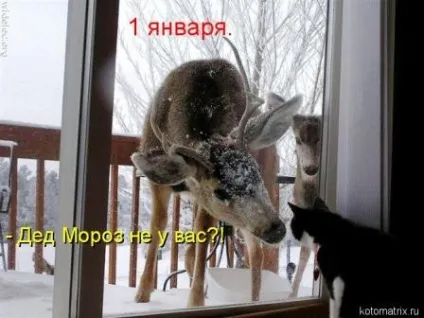 Картопляні зрази з грибами (картопляні зрази грибами) Картопляні зрази з грибами