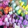До чого сняться голуби сонник голуби уві сні наснилися (сонник) До чого сняться голуби сонник голуби уві сні наснилися