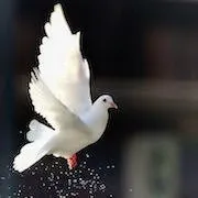 До чого сняться голуби сонник голуби уві сні наснилися (сняться голуб сниться сон сонник білий квартира будинок багато) До чого сняться голуби сонник голуби уві сні наснилися
