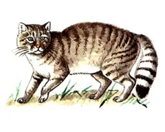 Кавказька лісова кішка (felis silvestris) (кішка) Кавказька лісова кішка (felis silvestris)