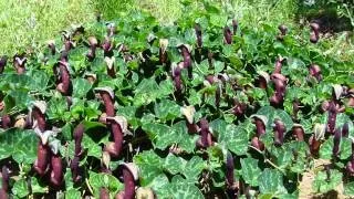 Кирказон (аристолохія) лікувальні властивості трави, фото (кірказон) Кирказон (аристолохія) лікувальні властивості трави, фото