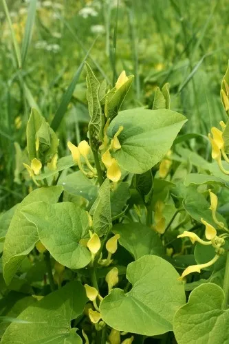Кирказон (аристолохія) лікувальні властивості трави, фото (властивості) Кирказон (аристолохія) лікувальні властивості трави, фото