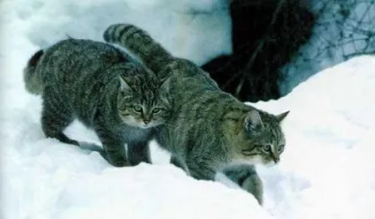Кавказька лісова кішка короткий опис