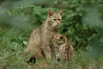 Кавказька лісова кішка короткий опис