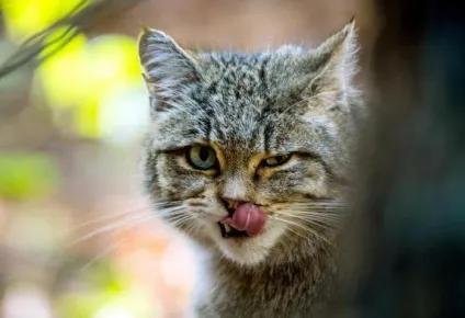 Кавказька лісова кішка короткий опис