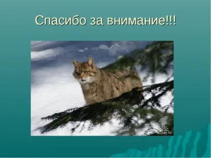 Кавказька лісова кішка