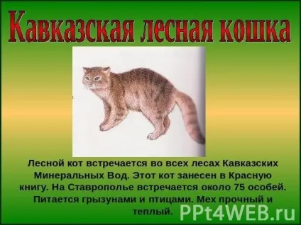 Кавказька лісова кішка