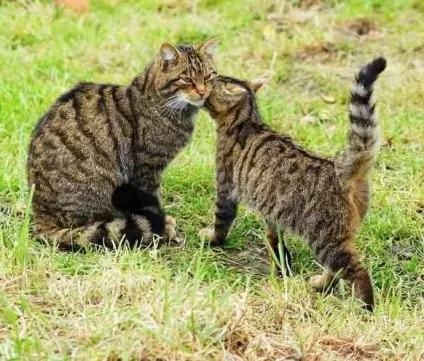 Кавказька лісова кішка короткий опис