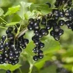 Батун вирощування розсадою (удобрити землю восени) Батун вирощування розсадою
