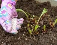 Батун вирощування розсадою (Батун вирощування розсадою) Батун вирощування розсадою