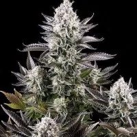 Lowryder2 сорт лоурідер2