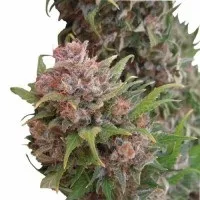 Lowryder2 сорт лоурідер2