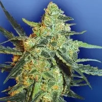Lowryder2 сорт лоурідер2