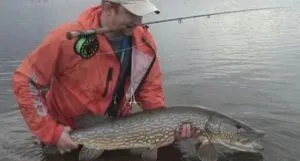 Ловля щуки - кращі способи і методи як зловити