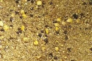 Ловля коропа на картоплю (лову коропа картоплю) Ловля коропа на картоплю