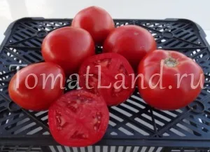 Кращі томати 2017 року