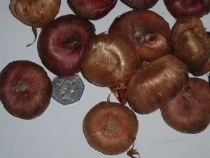 Цибулини, бульбоцибулини, бульби