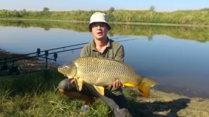 Ловля коропа на картоплю підготовка картоплі для лову, снасті, техніка лову (підготовка) Ловля коропа на картоплю підготовка картоплі для лову, снасті, техніка лову