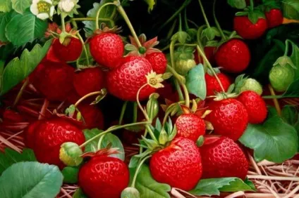 Кращі сорти ремонтантної безвусий суниці та полуниці, опис і фото (безвусий) Кращі сорти ремонтантної безвусий суниці та полуниці, опис і фото