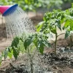 Що таке мульчування і чому його варто використовувати