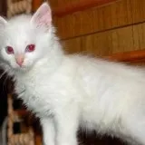 Що шкідливо для кішок котохаус кішки, породи кішок, догляд за кішками, виховання кішок