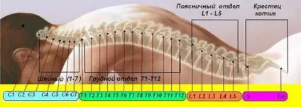 Що таке хребетний нерв (хребетний) Що таке хребетний нерв