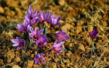 Що таке шафран, коли садити шафрани та як виростити в теплиці з насіння фото - eтепліца (фото) Що таке шафран, коли садити шафрани та як виростити в теплиці з насіння фото - eтепліца