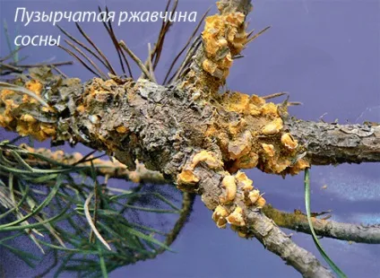 Що таке іржа і як з нею боротися на (ландшафтний дизайн) Що таке іржа і як з нею боротися на