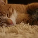 Що значить, якщо сниться годування кішки (кішки) Що значить, якщо сниться годування кішки