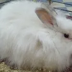 Циганські коні умови утримання і перспективи розведення - cельхозпортал (циганська упряжная кінь) Циганські коні умови утримання і перспективи розведення - cельхозпортал