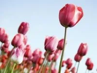 Що означають квіти для дівчат вибираємо квіти - жіночий журнал для мам і їх діточок (дитина) Що означають квіти для дівчат вибираємо квіти - жіночий журнал для мам і їх діточок