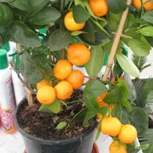 Цітрофортунелла кімнатний каламондін пересадка і догляд в домашніх умовах, як поливати (пересадка) Цітрофортунелла кімнатний каламондін пересадка і догляд в домашніх умовах, як поливати