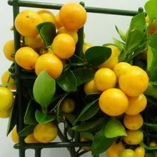 Цітрофортунелла кімнатний каламондін пересадка і догляд в домашніх умовах, як поливати (цітрофортунелла) Цітрофортунелла кімнатний каламондін пересадка і догляд в домашніх умовах, як поливати