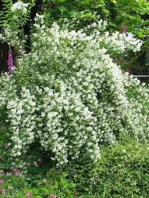 Бузок кращі види і сорти, догляд і вирощування, садоводство24 (вирощування) Бузок кращі види і сорти, догляд і вирощування, садоводство24