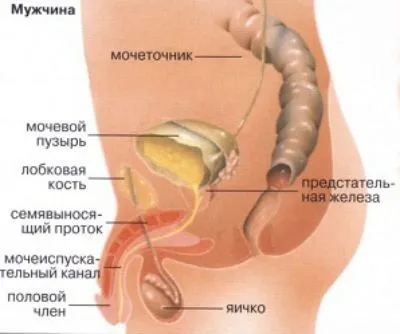 Цистит, симптоми у чоловіків і як лікувати народними засобами (симптоми) Цистит, симптоми у чоловіків і як лікувати народними засобами