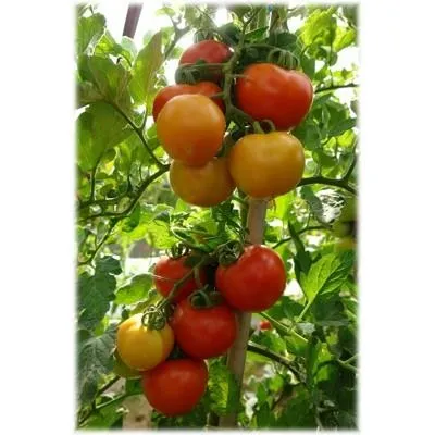 Cорт томатів для теплиць червоні, жовті, чорні, опису з фото (жовті) Cорт томатів для теплиць червоні, жовті, чорні, опису з фото