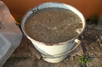 Цикас догляд в домашніх умовах, пересадка, розмноження, пальма цикас, фото, відео (умовах) Цикас догляд в домашніх умовах, пересадка, розмноження, пальма цикас, фото, відео