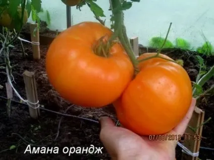 Cорт томатів для теплиць червоні, жовті, чорні, опису з фото (жовті) Cорт томатів для теплиць червоні, жовті, чорні, опису з фото
