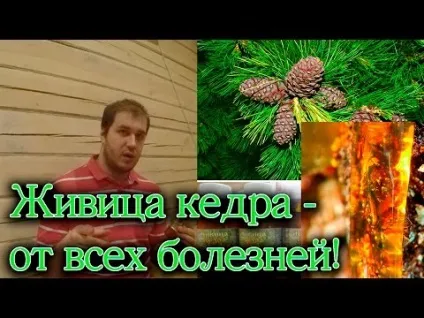 Смоли хвойних дерев види, користь, сфери застосування (дерев) Смоли хвойних дерев види, користь, сфери застосування