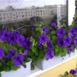 Квіти для балкона на сонячній стороні виберіть на свою смак (балкона) Квіти для балкона на сонячній стороні виберіть на свій смак