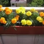 Квіти для балкона на сонячній стороні виберіть на свій смак (сонячної) Квіти для балкона на сонячній стороні виберіть на свій смак