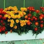 Квіти для балкона на сонячній стороні виберіть на свій смак (сонячної) Квіти для балкона на сонячній стороні виберіть на свій смак