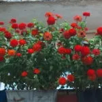 Квіти для балкона на сонячній стороні виберіть на свій смак (смак) Квіти для балкона на сонячній стороні виберіть на свій смак