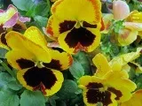 Квітка агапантус - догляд в домашніх умовах, фото агапантуса і види, вирощування агапантуса з насіння (підгодівля) Квітка агапантус - догляд в домашніх умовах, фото агапантуса і види, вирощування агапантуса з насіння