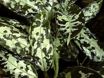 Квітка аглаонема догляд, цвітіння і пересадка (цвітіння) Квітка аглаонема догляд, цвітіння і пересадка