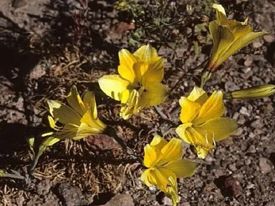 Квіти альстромерія з фото вирощування і догляд за квіткою альстромерія (квіти альстромерія) Квіти альстромерія з фото вирощування і догляд за квіткою альстромерія