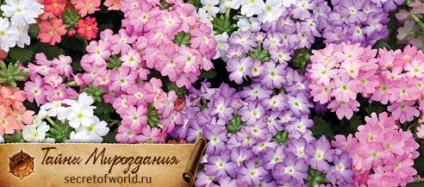 Квітка вербена корисні властивості і магічну дію (корисні) Квітка вербена корисні властивості і магічну дію