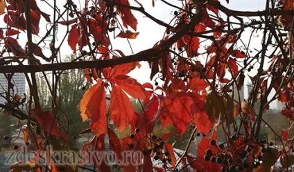 Квіти для балкона сонячна сторона (квіти балкона сонячна) Квіти для балкона сонячна сторона